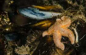 midye ve marthasterias glacialis 280x