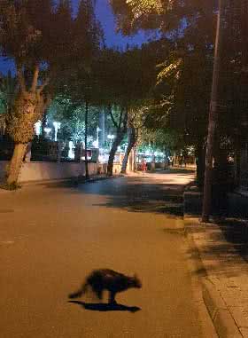 trafik magduru gece 280x