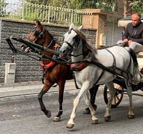 Adalar-Atlar-Faytonlar