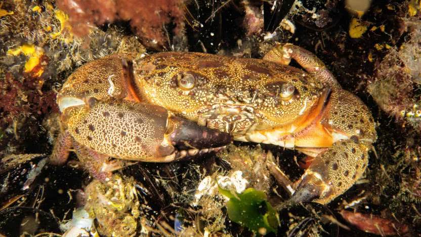 Pavurya (Eriphia verrucosa)