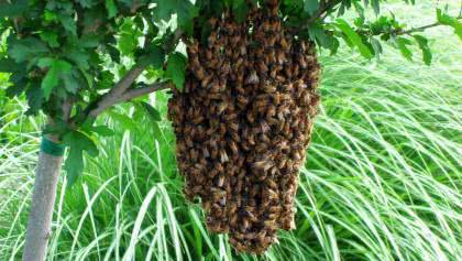 Bal arılarının Yakacık’tan Büyükada’ya hazin uçuşları