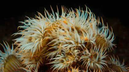 Sagartia tür anemonların çok büyük bir kolonisi Büyükada çevresinde yaşam sürmekte - Viran Bağ Büyükada