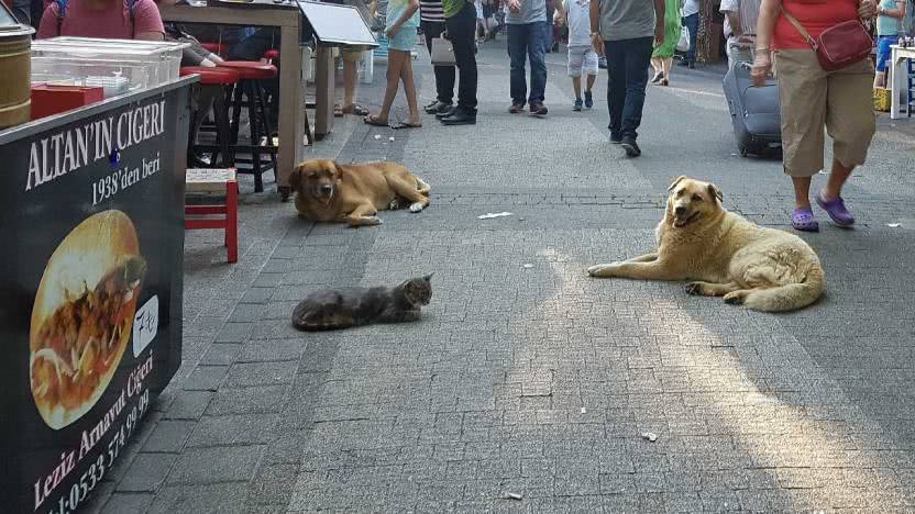 B&uuml;y&uuml;kada &ccedil;arşısında ciğerci ve kasap d&uuml;kk&acirc;nlarının &ouml;nlerini mesken tutan can dostlarımız