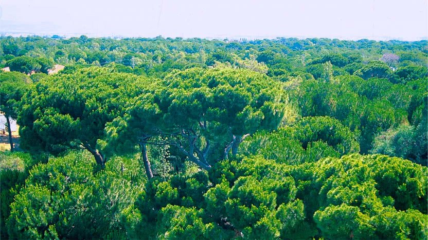 Bir zamanlar Belek ormanları