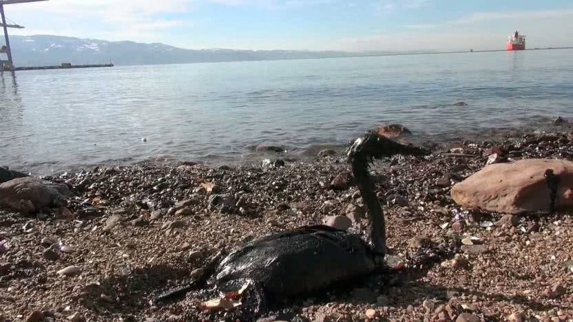 Dilovası Körfezi’ndeki çevre felaketi