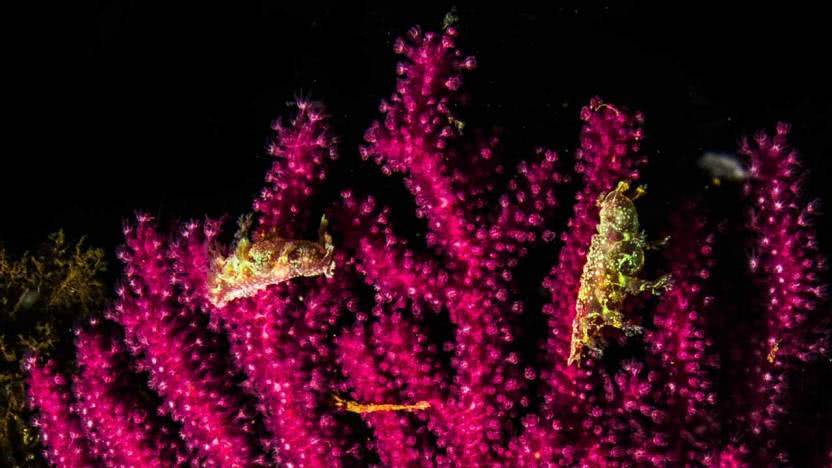 Bazı deniz salyangozları derin sulardaki kırmızı gorgonların Paramunicea clavata üzerlerini mesken ediniyorlar - Manastır taşı / Büyükada