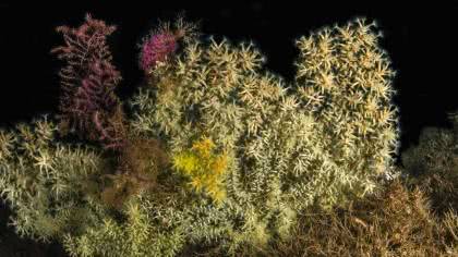Neandrosun derinliklerinde Siyah mercan dalları.