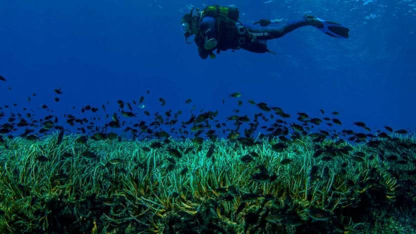 Deniz erişteleri ( Posidonia oceanica İstanbul’a yakın kıyılarda artık yok. Denizlerimizde de koruma altındalar. (Mordoğan /İzmir)